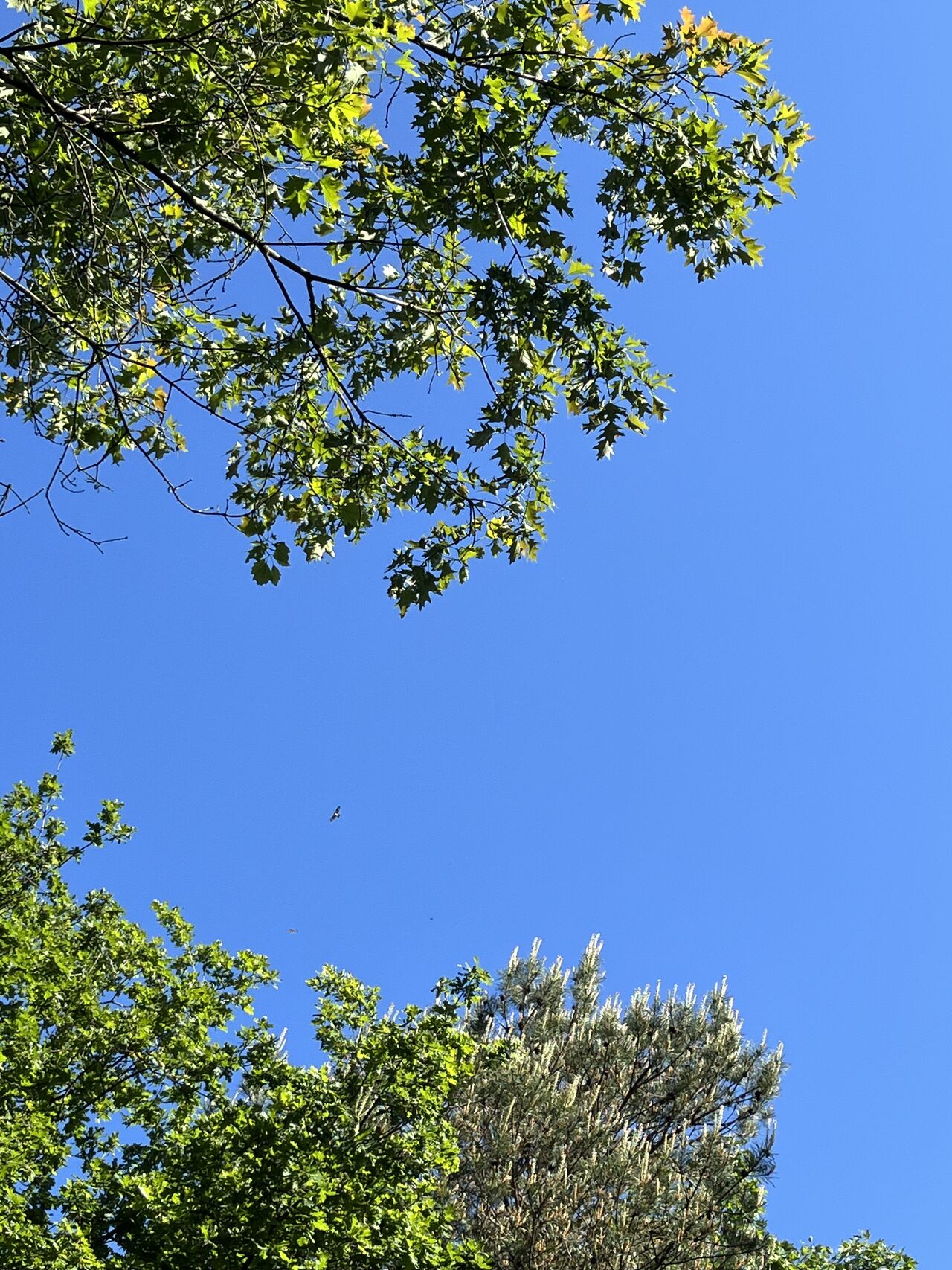 Zweven op de wind