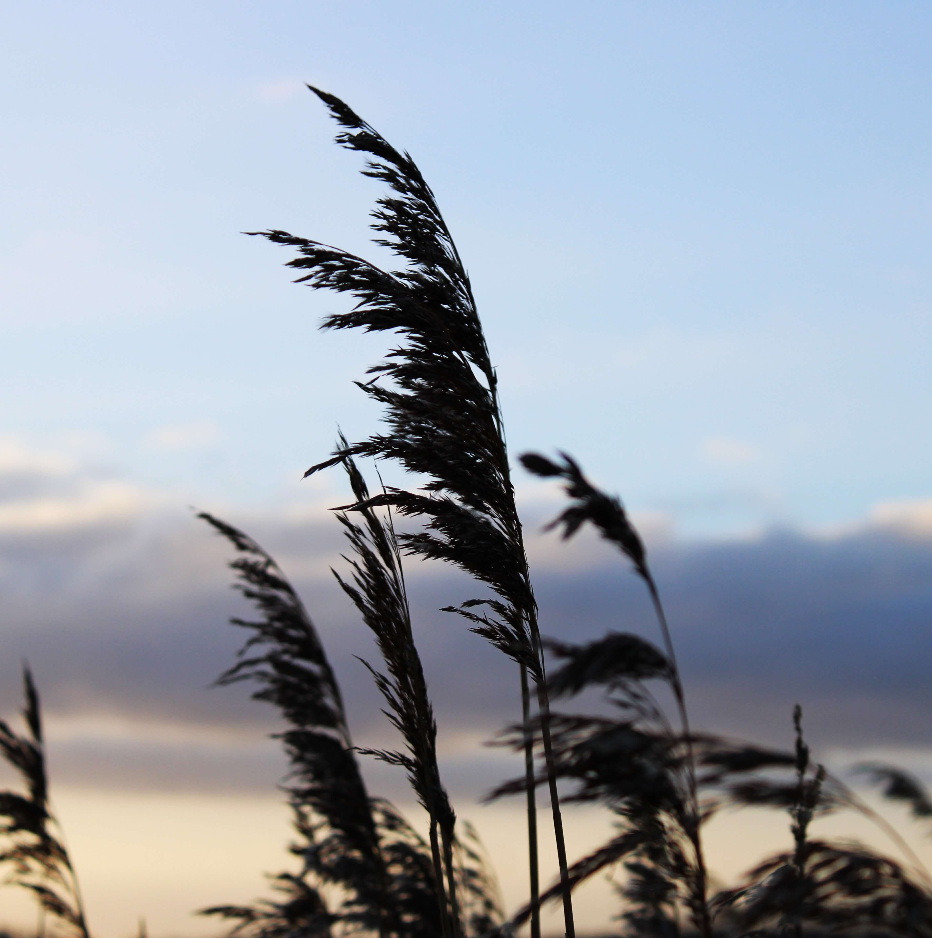 wind-blows-through-grass
